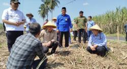 Panen Raya di Malang, Rendemen Tebu Jadi Kunci Swasembada Gula