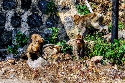 Cari Makan, Kawanan Monyet Liar Menyerbu Kawasan Wisata Telaga Ngebel Ponorogo