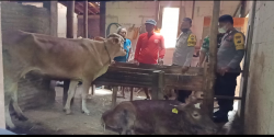Sapi Milik Warga Bukuran Sragen Mati Mendadak, Desa Koordinasi dengan Dinas Peternakan