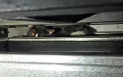 Kucing Agresif Terjebak di Celah Tangga Ruko Palangka Raya, Dievakuasi Tim Rescue BPK Kamboja