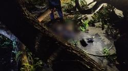 Tertimpa Pohon Tumbang Saat Melintas di Balen Bojonegoro, Pemotor Tewas