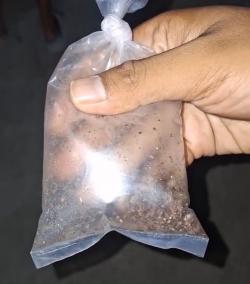 Dua Pekan Berlalu, Teror Kutu Beras Masih Menghantui Warga Tunggakjati Karawang