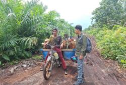 Detik-Detik Mencekam Pekerja Sawit di Siak Diserang Harimau, Keranjang Motor Dicakar