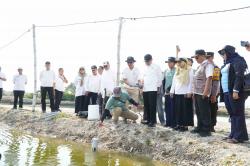 Petani Kerapu Lamongan Beralih ke Teknologi Digital, Kualitas Air Dipantau Real-Time