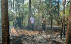 BPBD Temukan Titik Api Tersisa, Karhutla di Kota Sorong Berpotensi Berulang