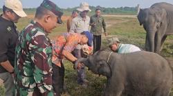 Selamatkan Gajah Sumatera, Pemerintah Luncurkan Semangat 
