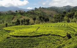 Hamparan Kebun Teh dan Air Terjun di Ujung Probolinggo, Tempat Sejuk untuk Melepas Penat