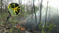 Kebakaran Hutan Ancam Keberadaan Anggrek Langka Dendrobium Capra di Bojonegoro