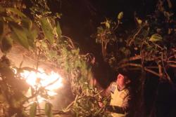 Cerita 10 Jam Pemadaman Kebakaran Hutan Pinus di Kebumen