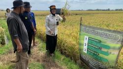 Kompos Produksi Lapas Pangkalpinang Tingkatkan Hasil Panen Padi di Bangka Selatan