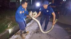 Ular Sanca 3 Meter Mangsa Ayam Warga di Limbangan Garut Berhasil Dievakuasi Damkar