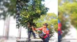 Pengguna Jalan Pantura Panik dan Ketakutan, Damkar Tuban Evakuasi Ular Piton 4 Meter Dari Atas Pohon