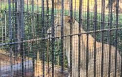 Dugaan Satwa KBS Kelaparan di Tengah Isu Korupsi, Ini Penjelasan Resmi Pengelola