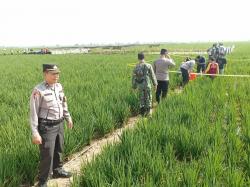 Perangkat Desa Kalipancur Ditemukan Tewas di Sawah, Polres Pekalongan Selidiki Kematiannya