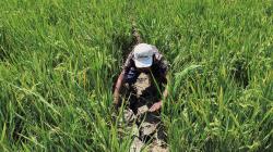 Terancam Gagal Panen, Petani di Kendal Minta Distribusi Air Irigasi Segera Diperbaiki