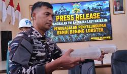 Lanal Mataram Gagalkan Penyelundupan 10.000 Benih Lobster Ilegal di Pelabuhan Kayangan