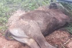Puluhan Sapi di TTS Mati Mendadak, Diduga Tak Tahan Suhu Dingin 7 Derajat Celsius