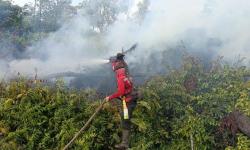 Karhutla Melanda 2 Wilayah di Pelalawan, 12 Hektare Terbakar
