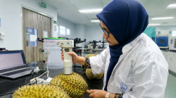 Mahasiswa S3 UNEJ Kembangkan AI Pendeteksi Durian