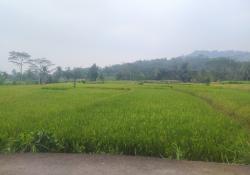 Bulog Cianjur Serap 74 Ribu Ton Gabah, Lampaui Target 130 Persen, Stok Beras Dipastikan Aman