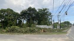 Benahi Wajah Kota Mentok, Elvi Diana Dorong Pembersihan Hutan Kecil dan Lahan Kosong