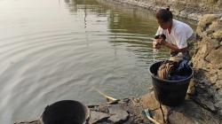 Kekeringan, Warga Indramayu Terpaksa Ambil Air Keruh dari Kolam untuk Minum dan Mencuci