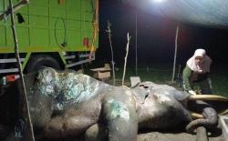 34 Hari Berjuang Melawan Sakit, Gajah Pahlawan Konflik di Riau Berpulang