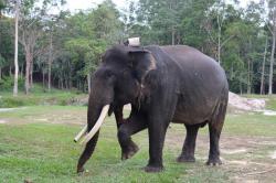 Sempat Lahap Makan dan Berdiri, Perjuangan 34 Hari Gajah Jovi yang Berakhir Duka