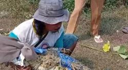 Heboh! Petani Dikejar Buaya, Warga Beramai-ramai Menangkapnya