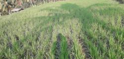 Kemarau Mengganas, 16 Hektare Sawah di Cidaun Terancam Mengering
