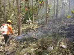 Kebakaran Hutan Landa Banyuwangi, 2 Hektare Kawasan Perhutani Hangus Dilalap Api