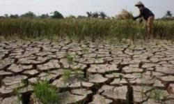 Hadapi Ancaman Puso, Pemkab Tangerang Siapkan 8,9 Ton Benih untuk Petani