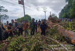 Angin Kencang Terjang Aceh Selatan, Pohon Tumbang dan Longsor Ganggu Arus Lalu Lintas