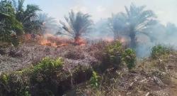 Ancaman Karhutla Meningkat, Pemkab Rohil Tetapkan Status Siaga Darurat Hingga November