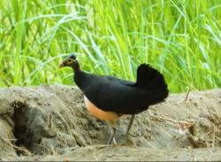 Hanya Tersisa Delapan Pasang, Burung Maleo di Sumare dan Tapandulu Mamuju Terancam Punah Lokal