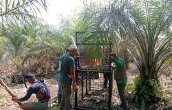 Petani di Pelawan Duel dengan Beruang, Berhasil Kabur Namun Pingsan