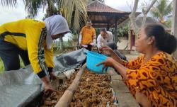 Dari Lahan Nganggur Jadi Cuan, PEKKA Lombok Barat Panen Cabai hingga Jamur
