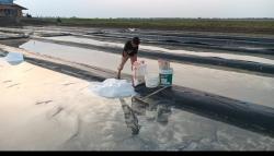 Panen Raya, Produksi Garam di Indramayu Sulit Dijual