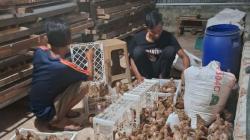 Sulap Lahan Tidur Jadi Aset Produktif, Pengurus RT di Pekanbaru Garap Bisnis Puyuh Petelur