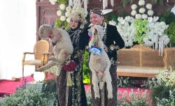 Pernikahan Unik di Ponorogo, Beri Seserahan Domba Merino hingga Viral di Medsos
