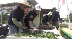 Dianggap Tanaman Liar, Kumis Kucing Disulap Jadi Teh Herbal hingga Produksi 200 Kemasan per Pekan