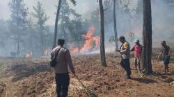 3 Hektare Lahan Perhutani Banyumas Terbakar, Api Dipadamkan 4 Jam