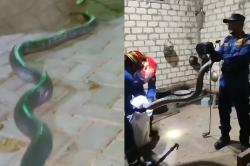 Menegangkan! Saat Ular King Kobra 4 Meter Dievakuasi Damkarmat Bojonegoro dari Rumah Warga