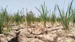 12.800 Hektare Sawah di Indramayu Terdampak Kekeringan