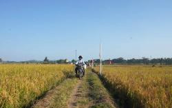 BI Wanti-wanti Inflasi Pangan Saat Terjangan El Nino di Banyumas Raya