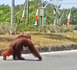 Viral! Orangutan Masuk Area Perkantoran di Katingan, Diduga Terdesak Keluar Habitat Akibat Karhutla
