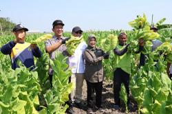 Medhayoh dan Ikut Petik Tembakau, Bupati Bojonegoro Ungkap Rencana Besar untuk Petani Cengkir