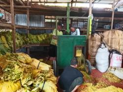 Di Balik Panen Tembakau Kendal, Ada Cuan dari Suara Mesin Perajang