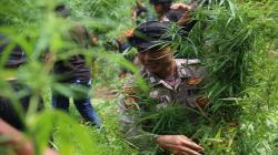 Cegah Peredaran Narkotika, Polres Lhokseumawe Musnahkan Ladang Ganja Seluas 4 Hektare