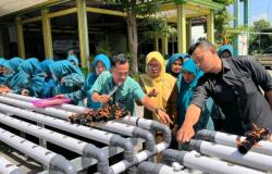 Hidroponik Canggih Masuk Desa, Warga Mondoluku Bisa Pantau Nutrisi Tanaman Pakai IoT